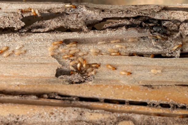 Best Best Pest Control Companies  in Coopersville, MI